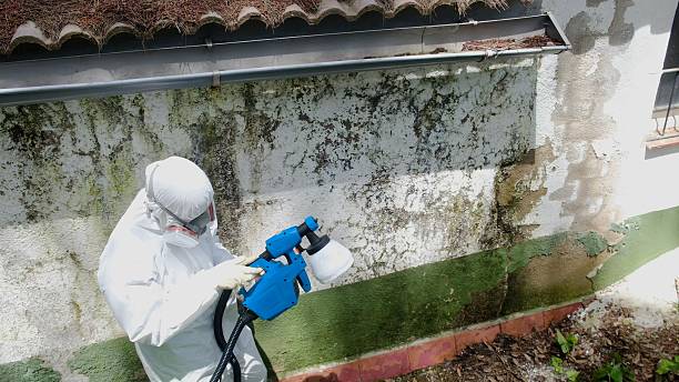 Top rated local Commercial Mold Remediation specialists in Sumner, IL